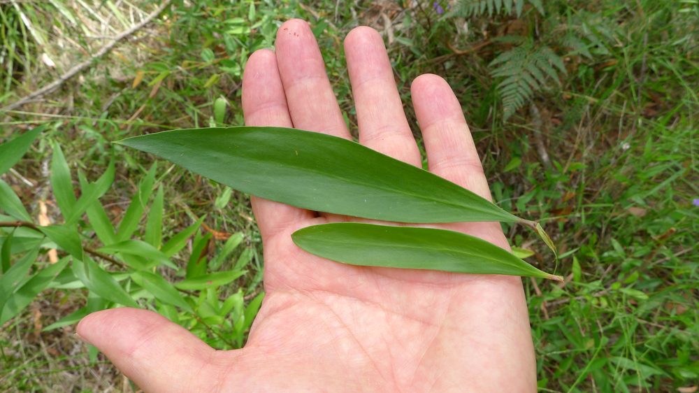 Rabdosia adenantha
