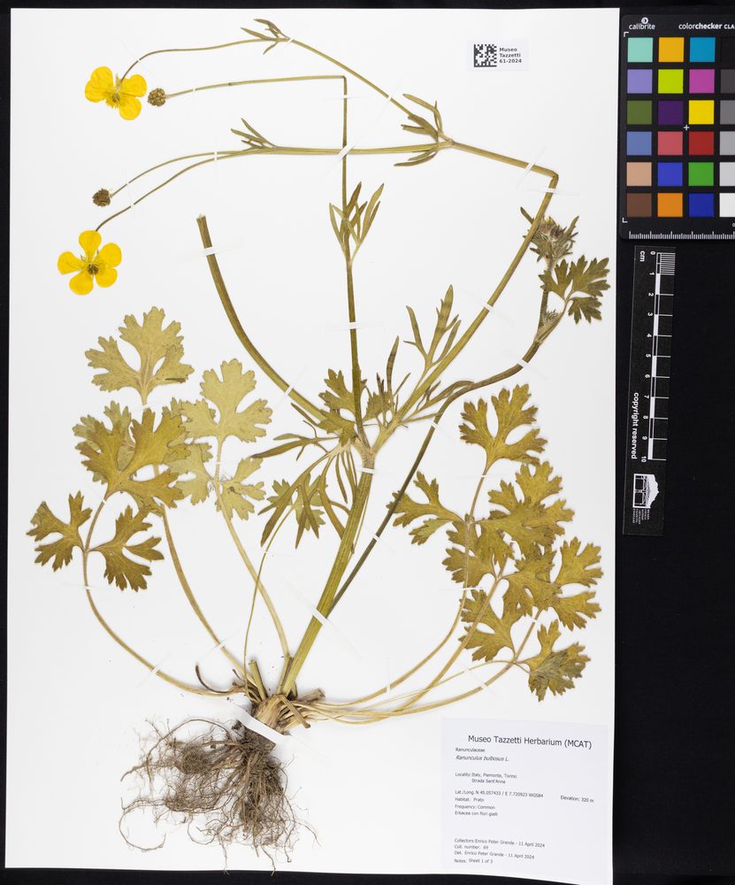 Bulbous Buttercup