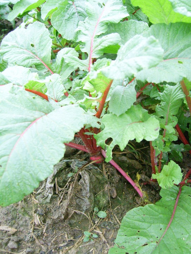 Radish