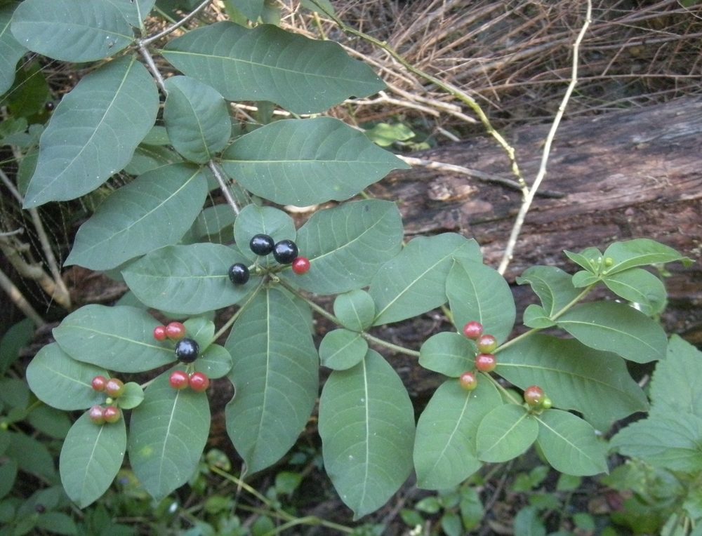 Four-Leaf Devilpepper