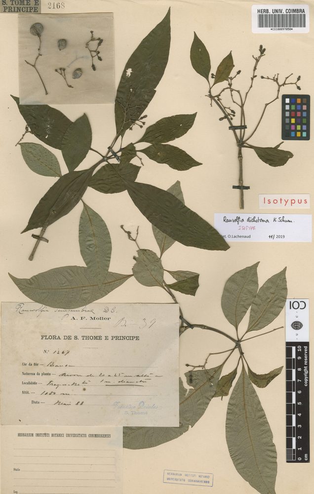 African Snakeroot