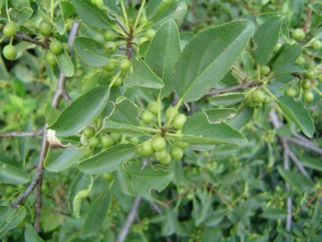 Buckthorn