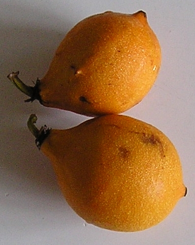 Rheedia gardneriana