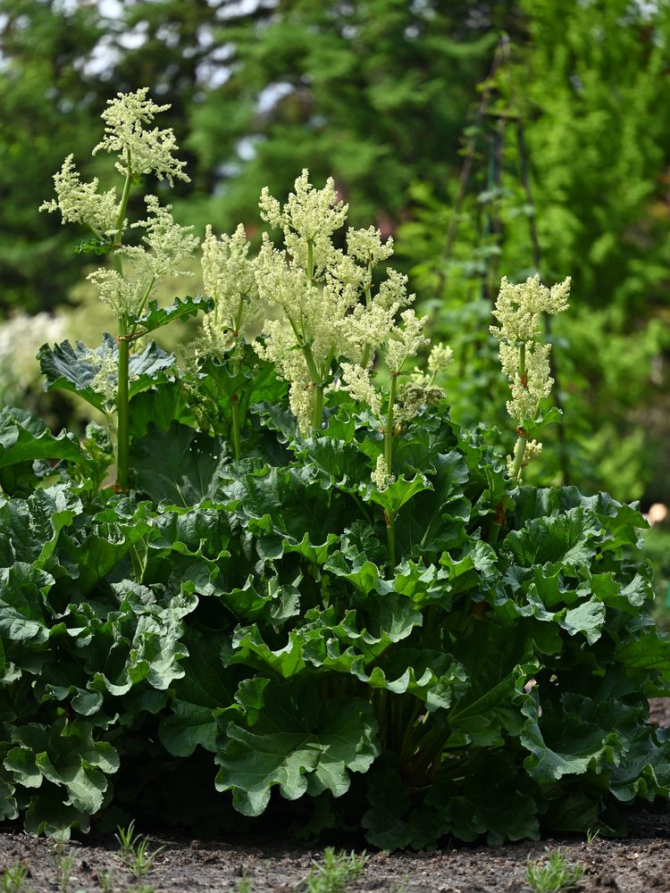 Chinese Rhubarb