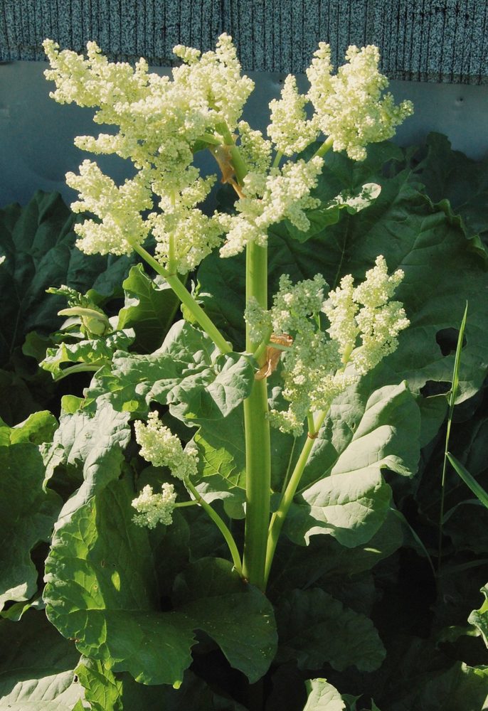 Chinese Rhubarb