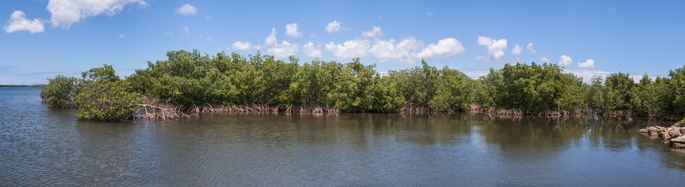 Red Mangrove