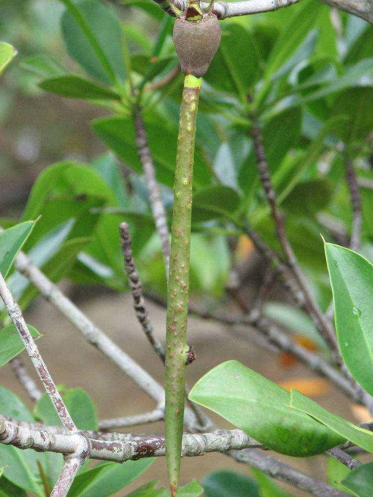 Rhizophora mucronata