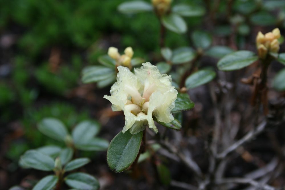 Rhododendron anthopogon