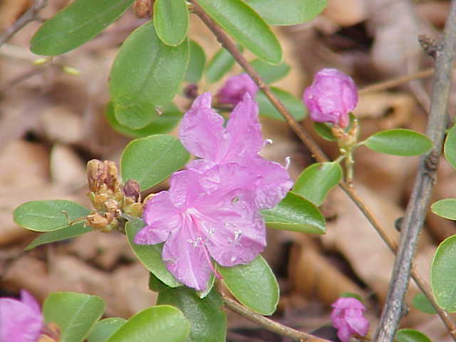 Chinese Alpenrose