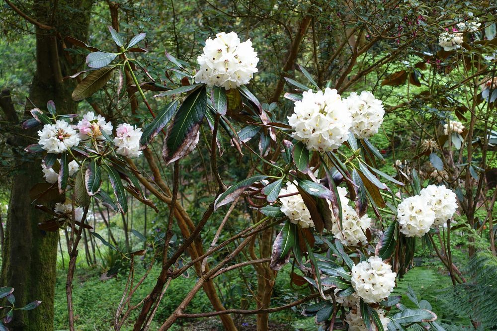 Rhododendron falconeri