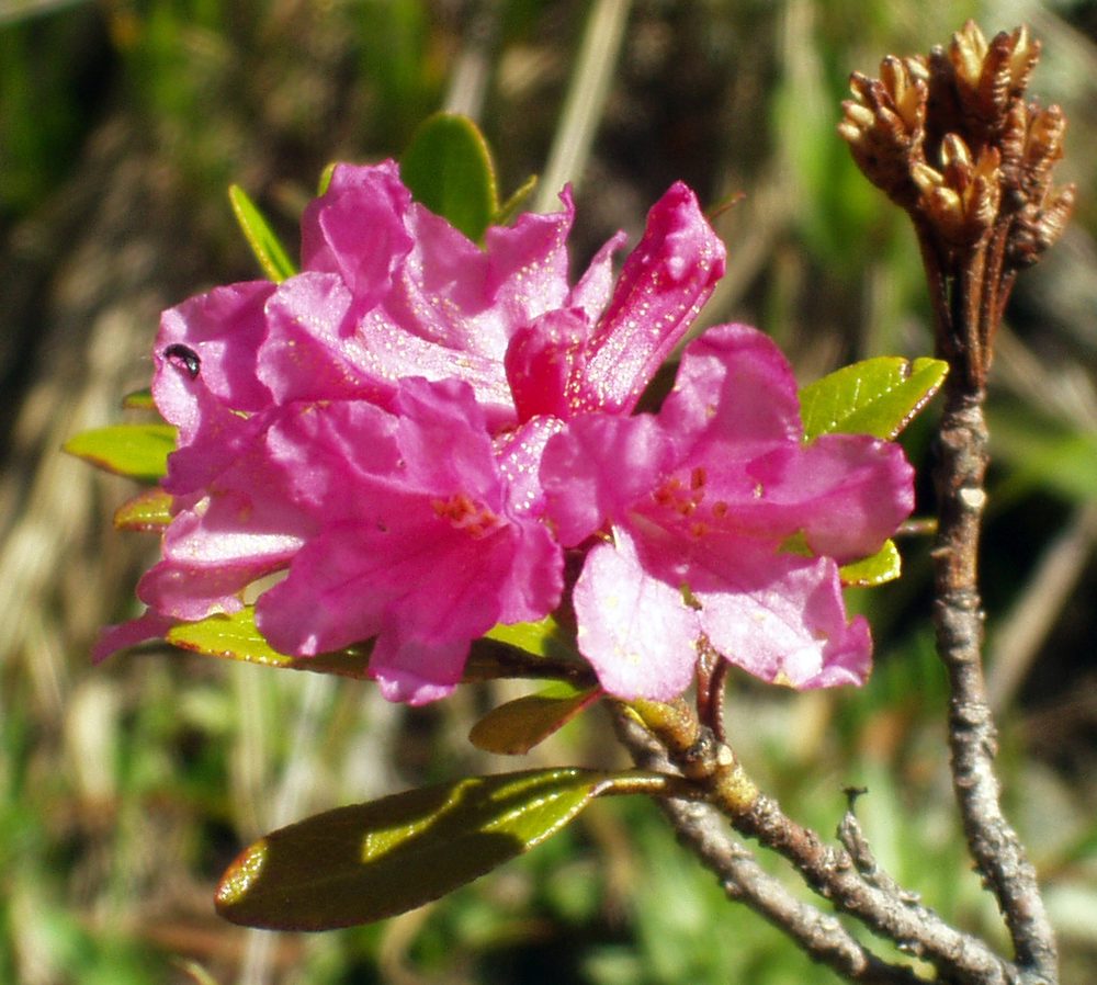 Rusty-Leaved Alpenrose