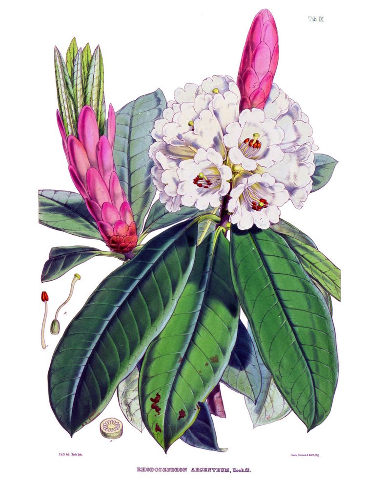 Rhododendron grande
