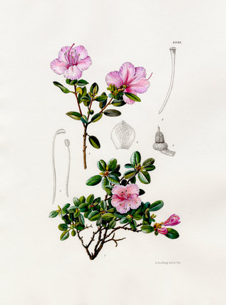 Rhododendron ledebourii