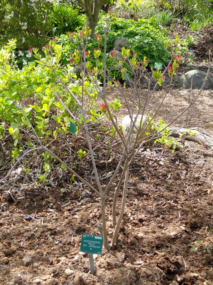 Yellow Azalea