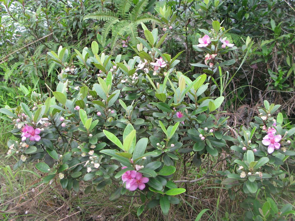 Rhodomyrtus tomentosa