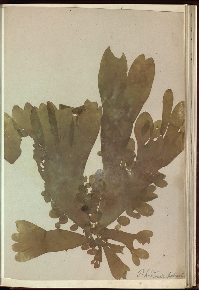 Dulse