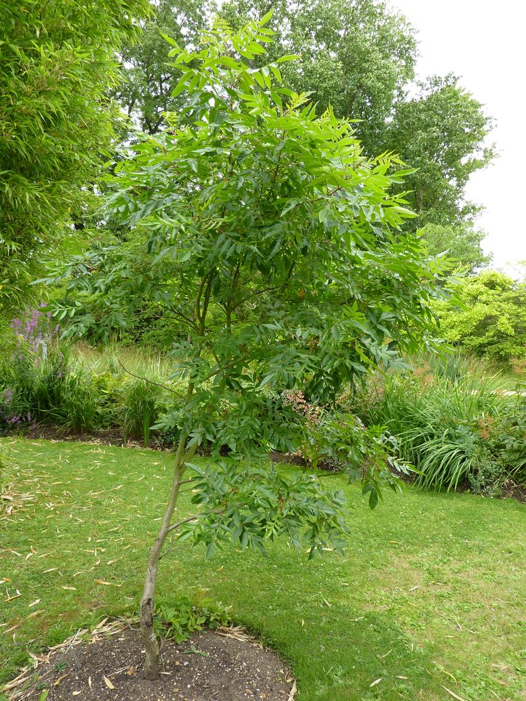 Dwarf Sumac