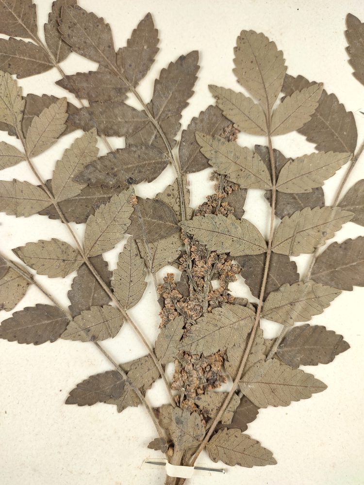 Sicilian Sumac