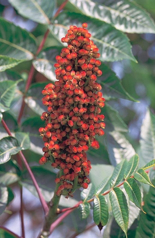 Smooth Sumac