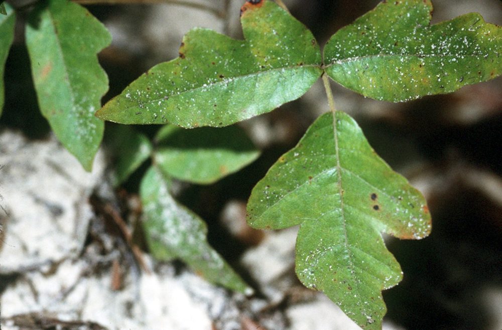 Poison Ivy