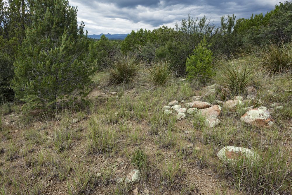 Rhynchosia hirsuta