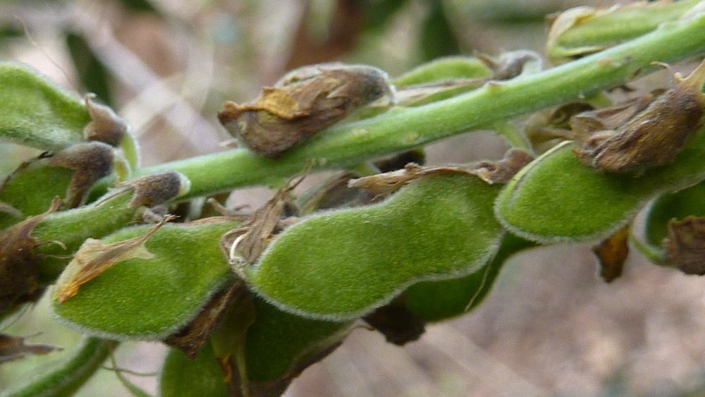 Rhynchosia phaseoloides
