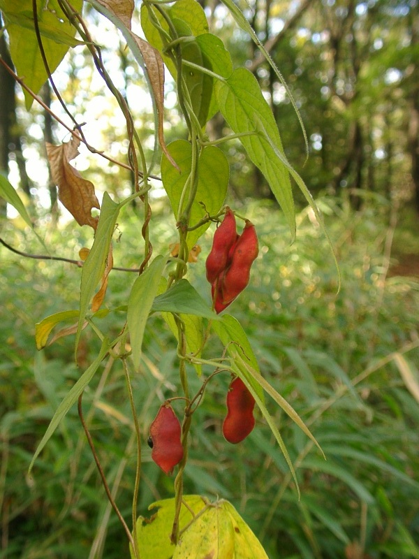 Rhynchosia volubilis