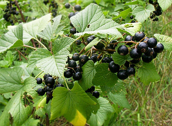 Black Currant
