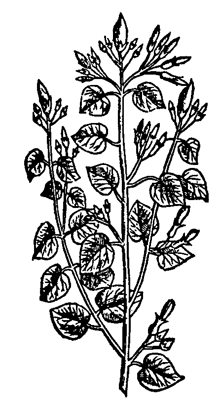 Snakeplant