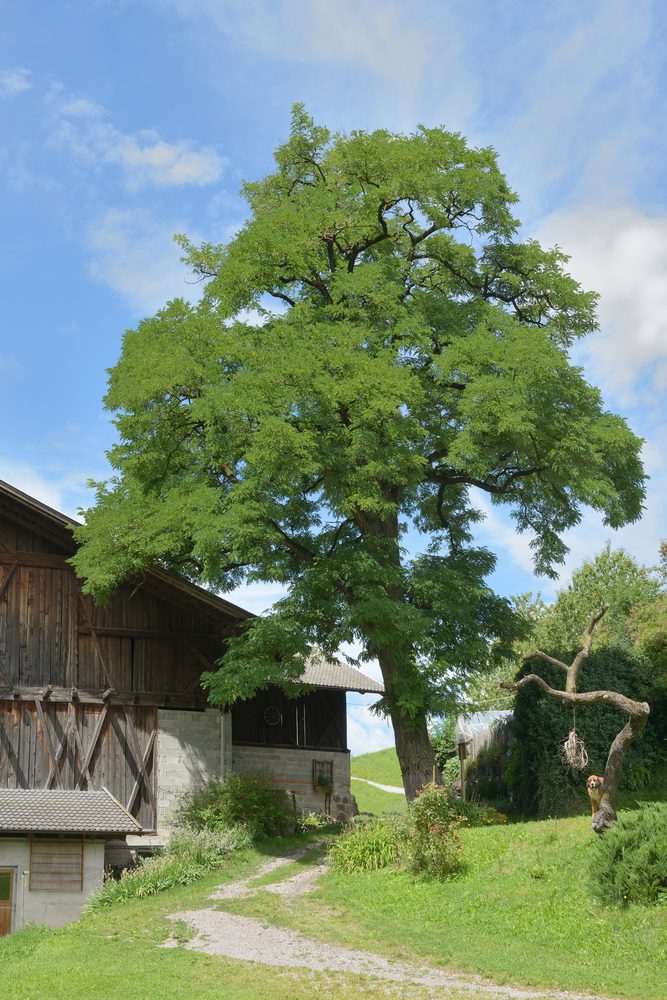 Black Locust