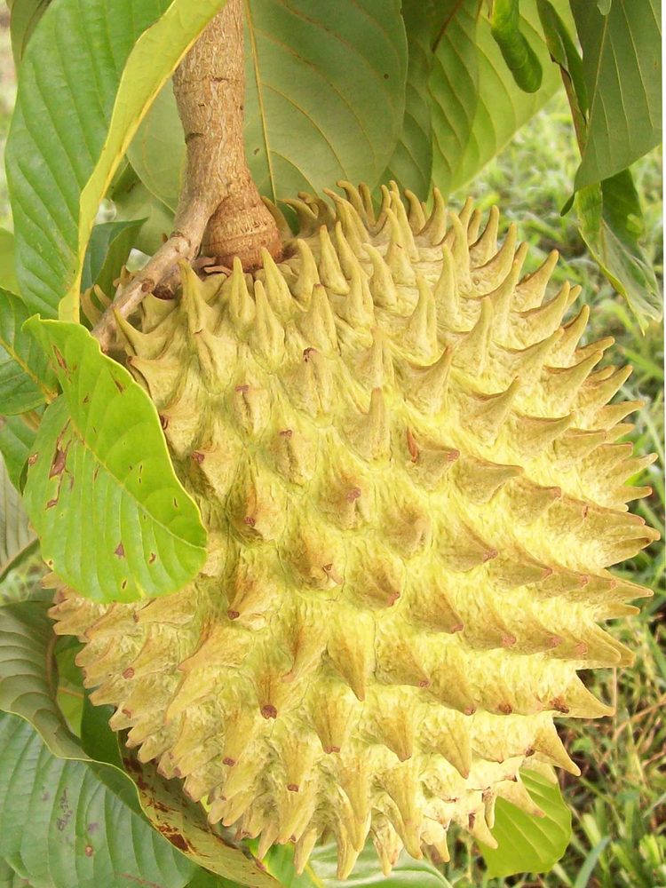 Biriba