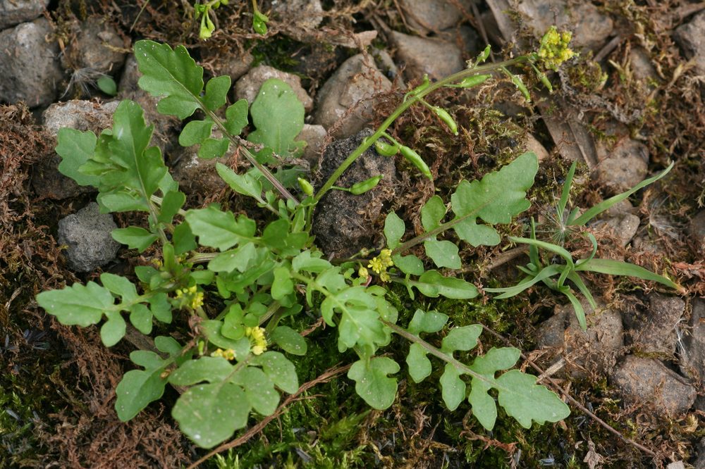 Marshcress
