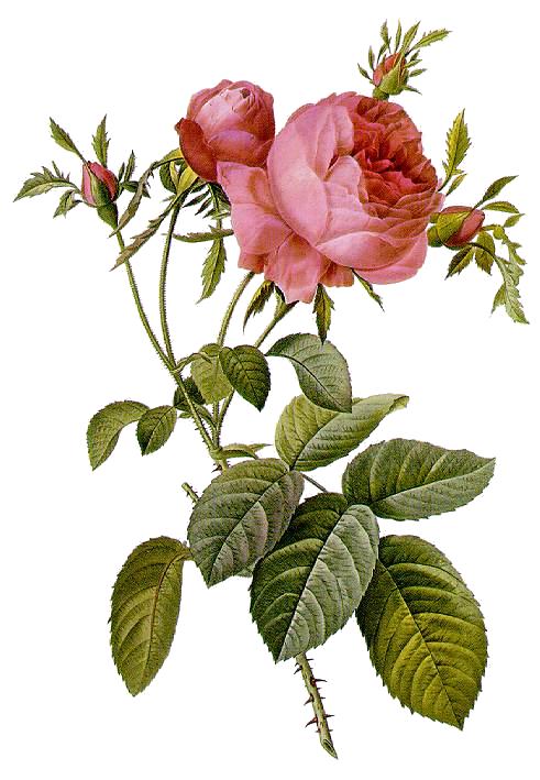 Cabbage Rose