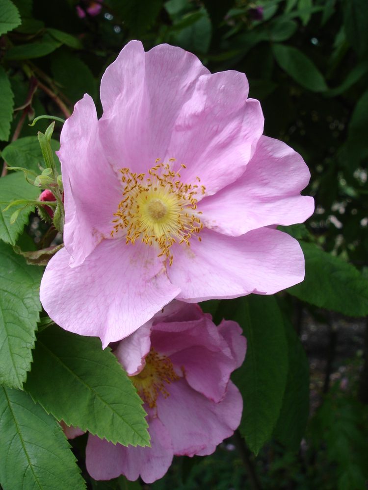 Rosa davurica