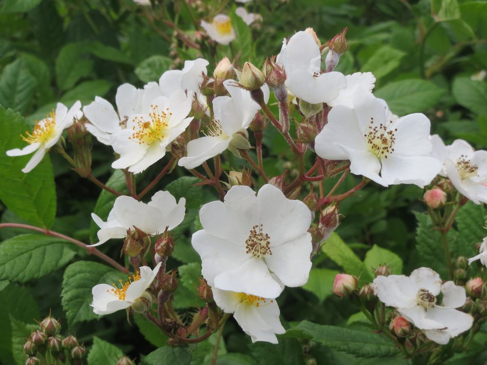 Multiflora Rose