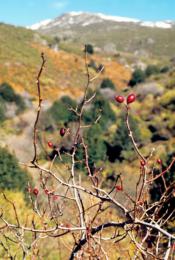 Rose Hips