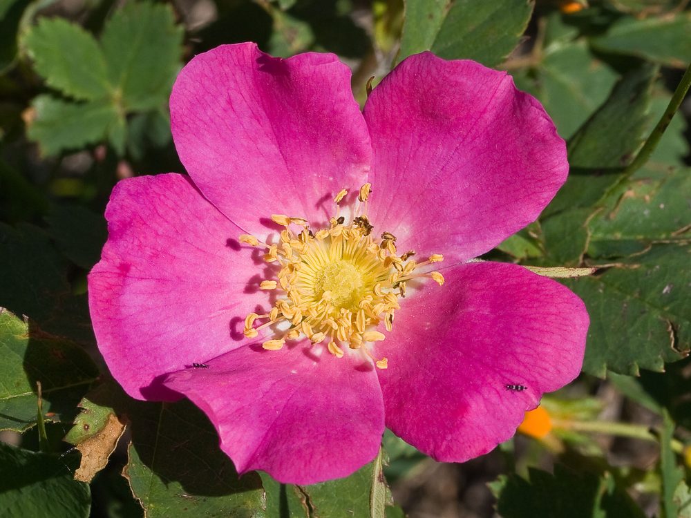 Woods' Rose