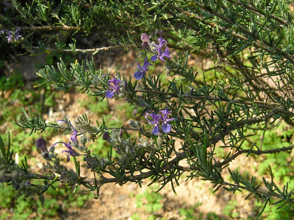 Rosemary