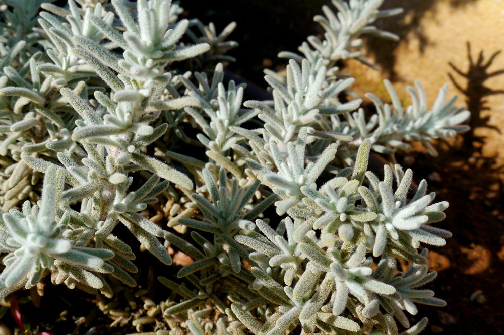 Hairy Rosemary