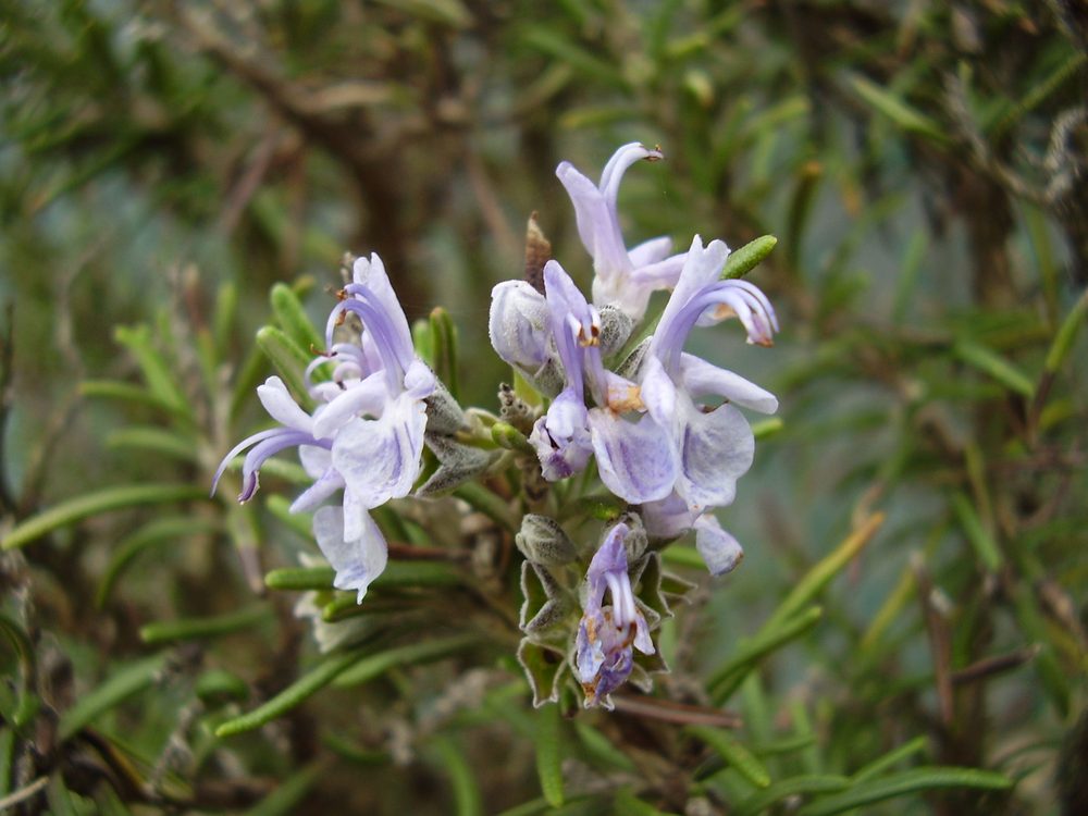 Lavender Rosemary