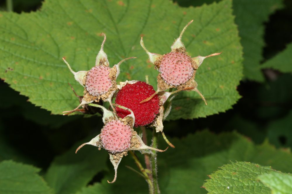 Salmonberry