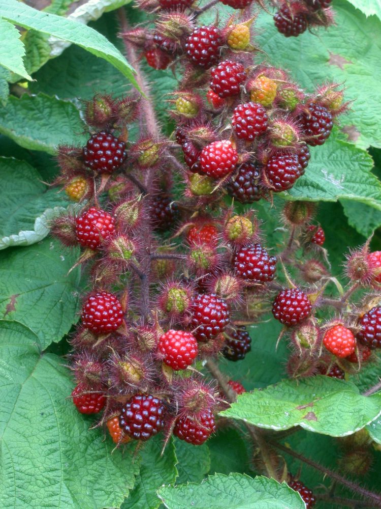 Wineberry