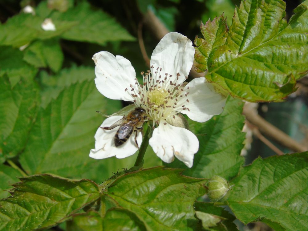 Rubus sp.
