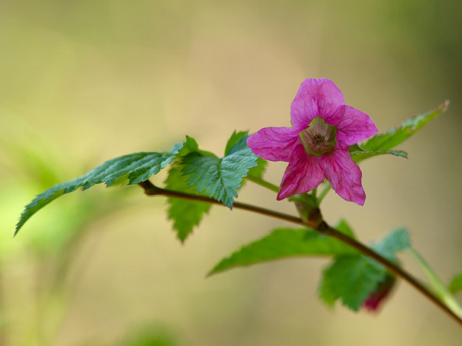 Salmonberry