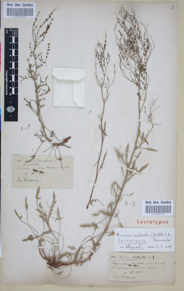 Sheep Sorrel