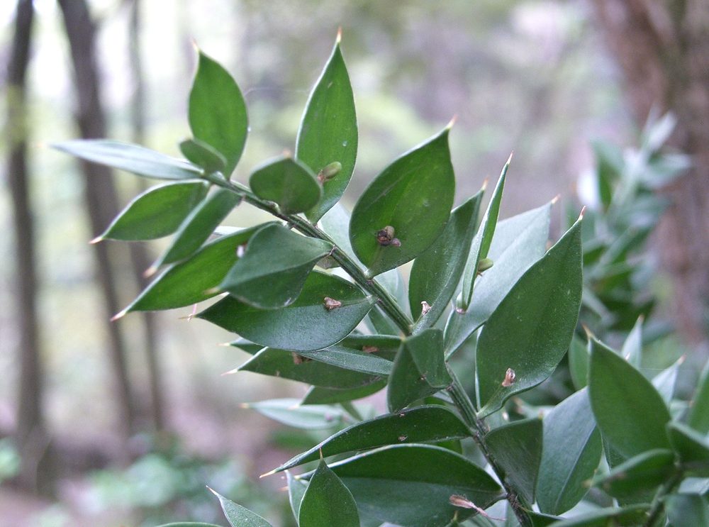 Butcher's Broom