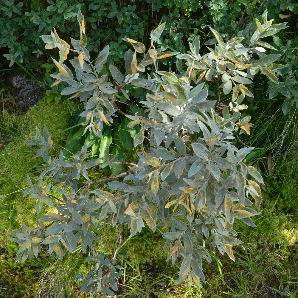 Salix sp.