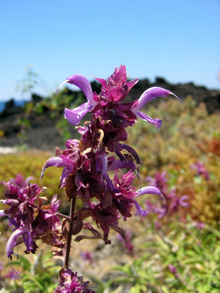 Canary Island Sage