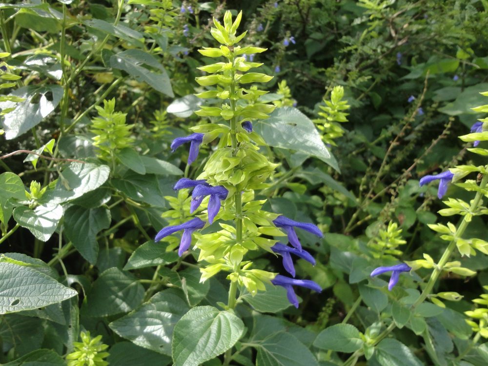 Salvia mexicana