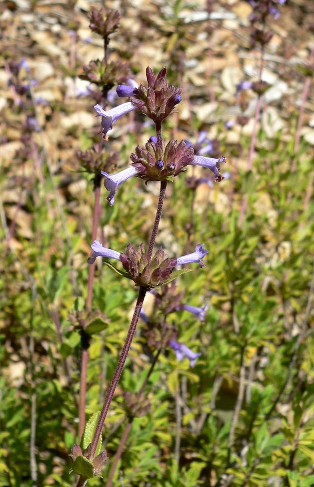 Salvia munzii